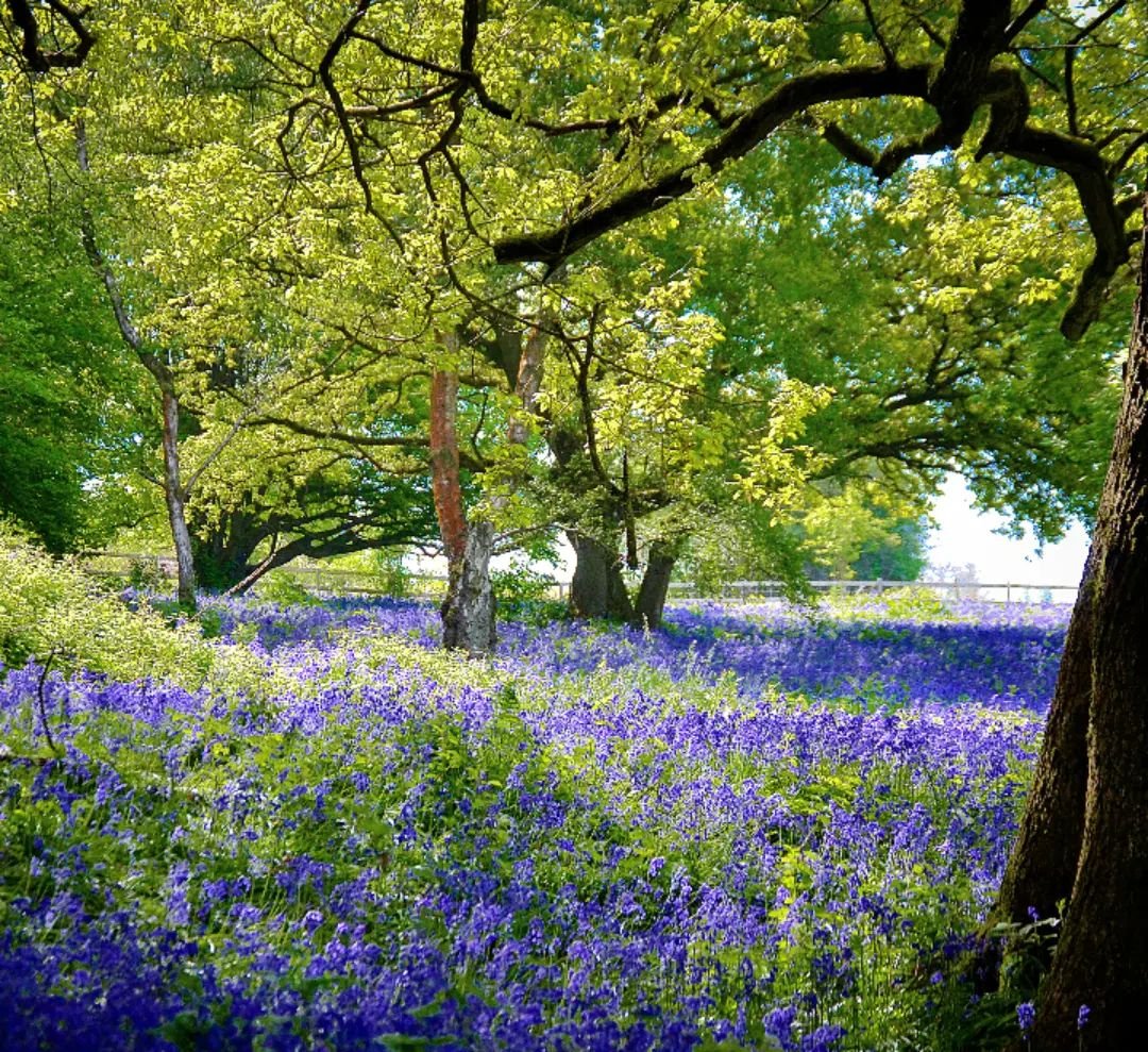 @leigh_in_wales Kymin bluebells